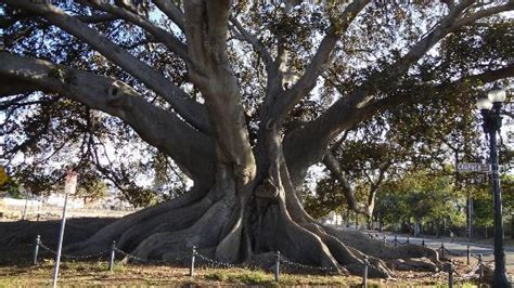 Moreton Bay Fig Tree (Santa Barbara, CA): Address, Point of Interest & Landmark Reviews ...