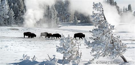 Winter in Yellowstone National Park Photography Tours for 2020