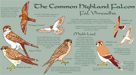 The Highland Falcon species sheet by FALCONorthern on DeviantArt