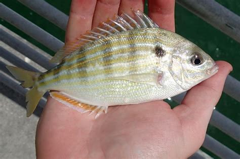 Pinfish jfleullan | www.roughfish.com