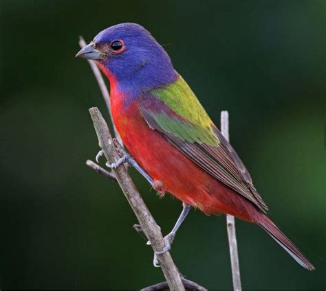 Bird, Painted bunting, Bird migration