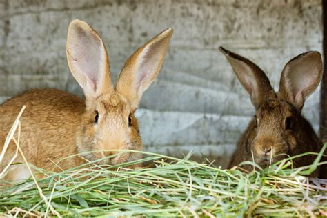 Rabbit Food & Treats: What Can My Bunny Have? | Small Pet Select