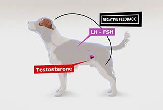 Suprelorin® - Surgery-free alternative for dog castration | Virbac