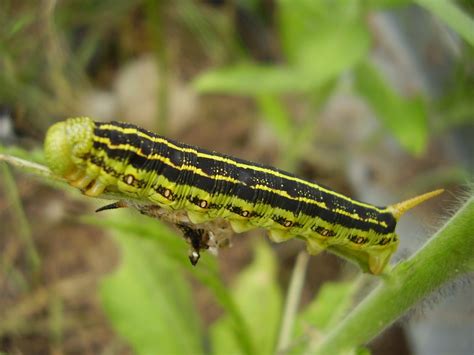 Gardening at Draco: Year of The Caterpillar