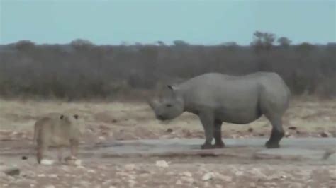 Lion vs Rhino Real Fighting - Fight To Death Full HD - YouTube