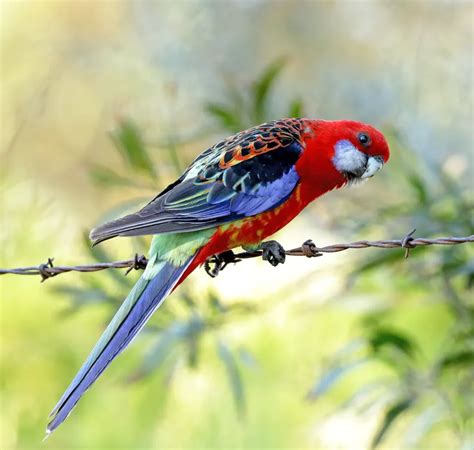 Crimson Rosella: A Radiant Beauty of the Avian World | WorldWeet