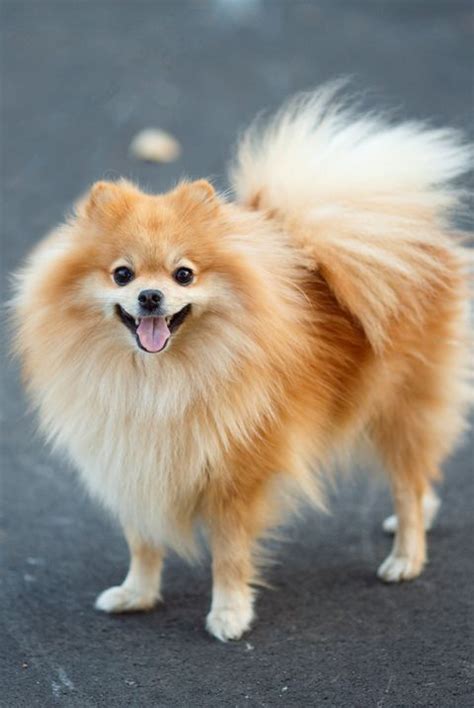 43 Best Small Dog Breeds - Toy Breed Dogs