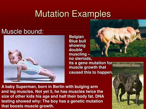 PPT - Mutations PowerPoint Presentation, free download - ID:3259892