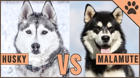 Alaskan Malamute vs Siberian Husky - Dog vs Dog - YouTube