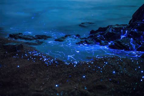 Bioluminescence on Vancouver Island