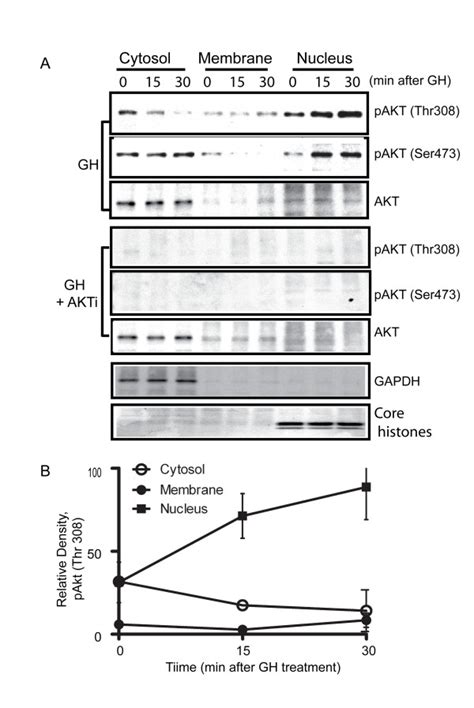 Panel A: Cells with or without pre-treatment of AKT inhibitor (AKTi ...