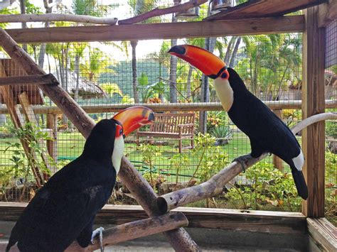 Breeding Toucans | Adventures in Toucanland