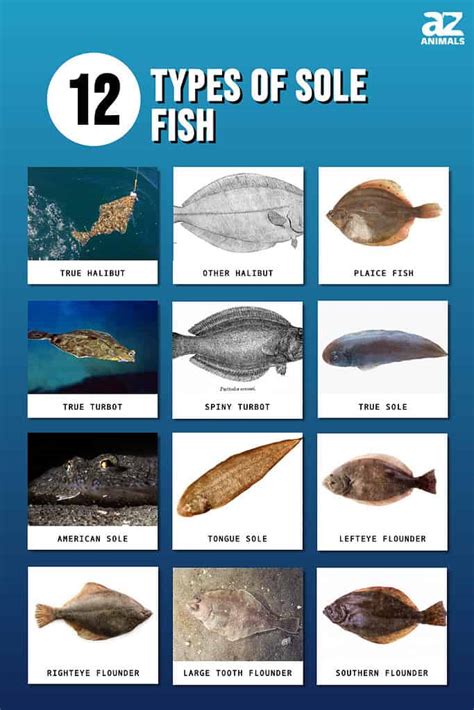 Types Of Fish