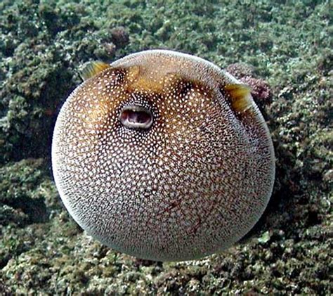 Puffer Fish | Animal Wildlife