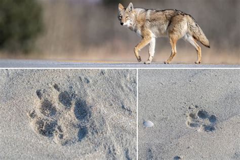 Coyote Tracks Or Paw Prints: What Do They Look Like?