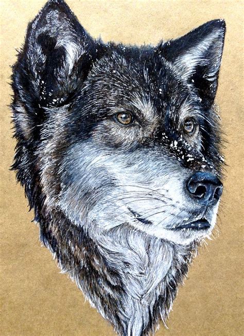 Wolf, done in colored pencil by Kristyn Janelle: Wildlife & Pet Artist | Other Animals (With ...