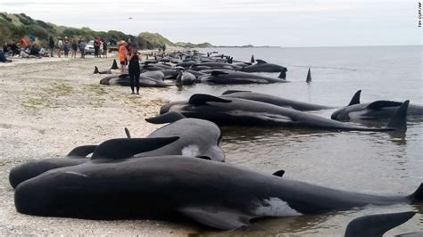 Hundreds of whales dead after mass stranding on New Zealand coast - CNN