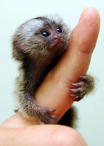 Finger Monkey 101: The Ultimate Care & Fact Guide | Beyond The Treat