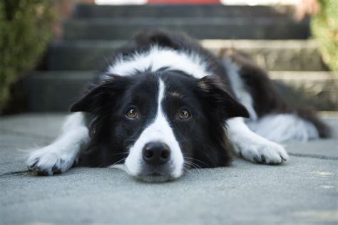 Border Collies | The Worst Dog Breeds For Small Apartments | POPSUGAR ...