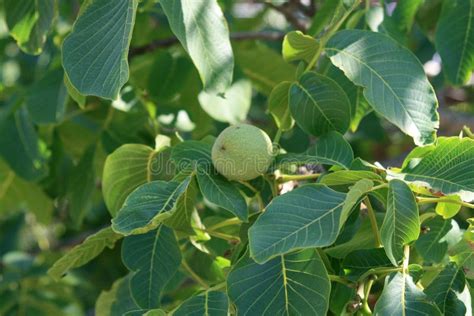 Green walnut on a tree stock photo. Image of unripe - 140728024