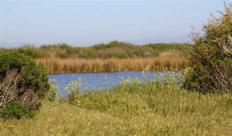 Salinas River National Wildlife Refuge in Salinas, CA - California Beaches