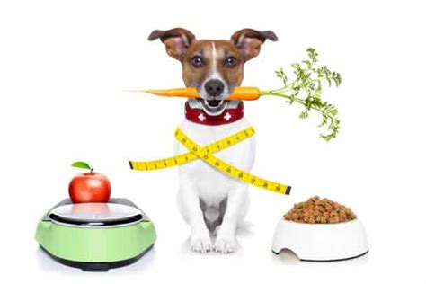 Low-Calorie Dog Food 101: Is It Best For Your Pet?