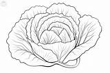 Lettuce Coloring Pages sketch template