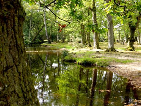 Brockenhurst in the New Forest by Maria Skipton - Silversurfers | New forest, Skipton, Forest