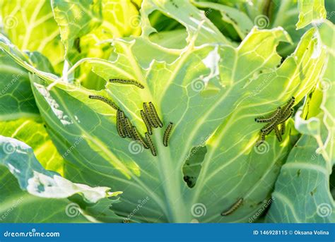 Caterpillars Eat Cabbage Leaves in Summer Stock Image - Image of colorful, caterpillar: 146928115