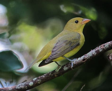 Scarlet Tanager | Audubon Field Guide