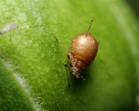 5 Ways to Get Rid of Aphids (Organically)