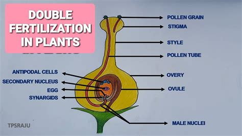 How to draw double fertilization in plants diagram easily? Process of ...