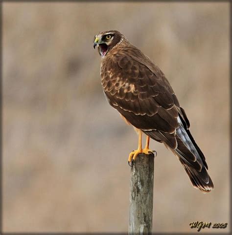 Northern Harrier Hawk by William G. Mancebo | List of birds, Bird watching, Birds of prey