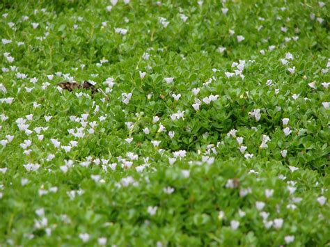 Plant World: Bacopa monnieri