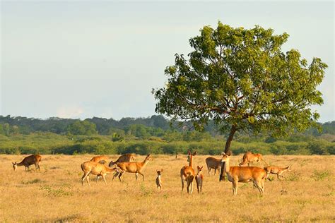 Baluran National Park: Java's Unique Savannah Wildlife - Indonesia Travel