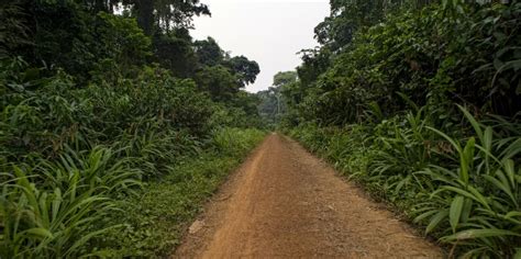 Deforestation low in Congo Basin, but likely to increase - CIFOR Forests News