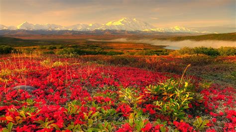 Beautiful Flower Garden Alaska widescreen wallpaper (1600 x 900 ) - Flower Wallpaper