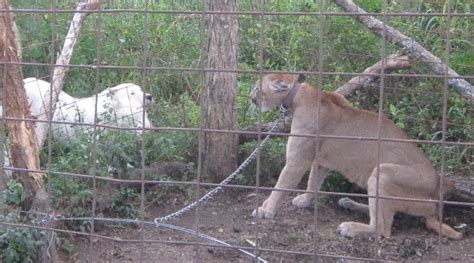 DOGO ARGENTINO VS PUMA FIGHT VIDEO - Wroc?awski Informator Internetowy - Wroc?aw, Wroclaw ...