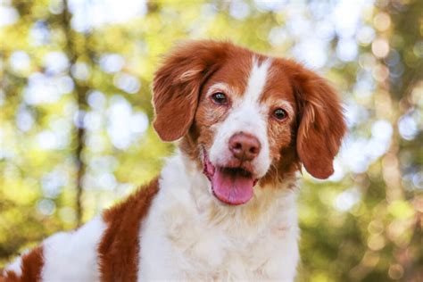 18 Brittany Spaniel Mixes That Would Make Good Family Pets