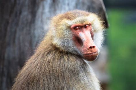 1,600+ Baboon Nose Stock Photos, Pictures & Royalty-Free Images - iStock