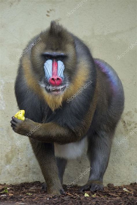 Isolated Mandrill Monkey portrait — Stock Photo © izanbar #42061513