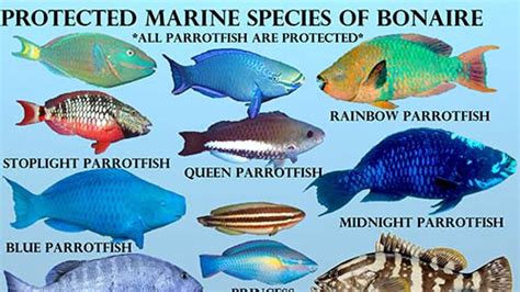 Marine Species on Bonaire Which Have Protection - InfoBonaire