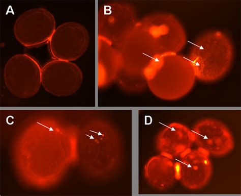 Visualization of Cy3-labeled dsRNA electroporated into I. scapularis... | Download Scientific ...