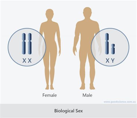 Chromosomes, Diploid Cells and Haploid Cells | Good Science