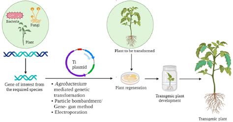 Agronomy | Special Issue : Development of Transgenic Plants