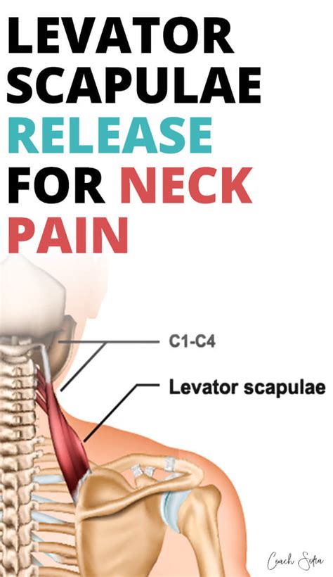 Levator Scapulae Release And Exercises (Instant Neck Pain Relief)