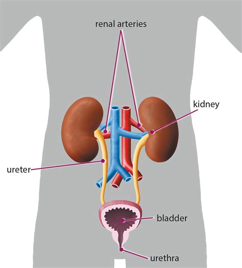 Excretory/Urinary System - Lessons - Tes Teach