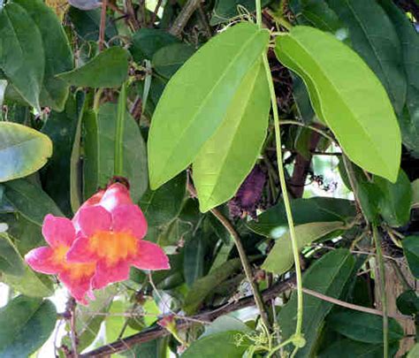 Growing Bignonia capreolata: Crossvine