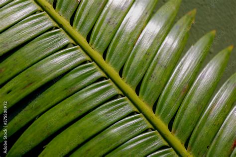 Selective focus green leaves of Cycas revoluta in the garden with sunlight, Cycas is a species ...