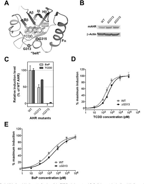 AHR Signal Transduction Pathway | Semantic Scholar